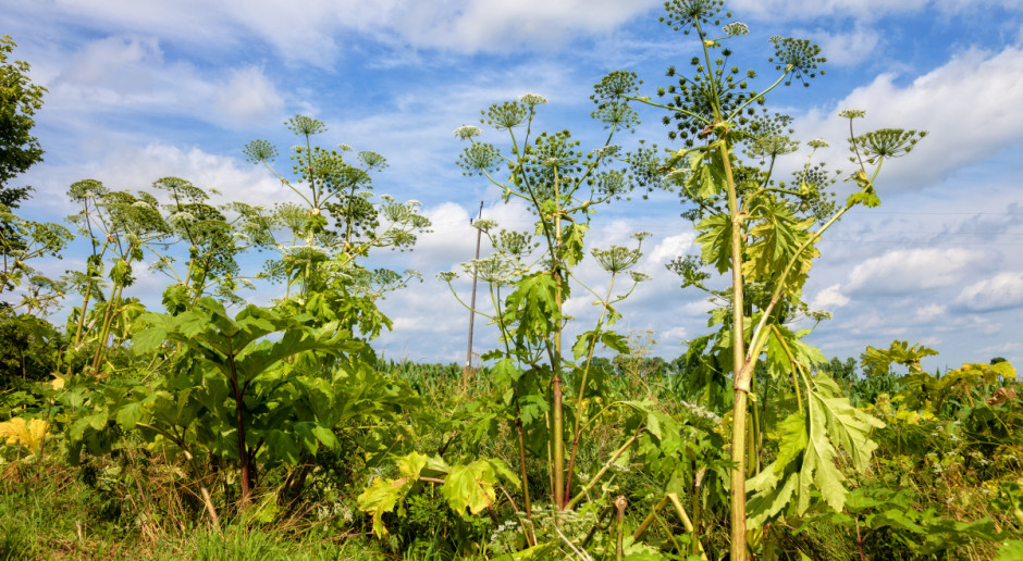 fot. shutterstock Nawłoć, barszcz i kudzu - światowe kariery inwazyjnych gatunków