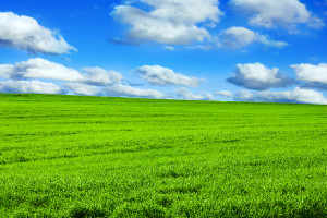 Podstawowe zasady stosowania bezchlorowych nawozów dolistnych Arkop na łąkach i pastwiskach