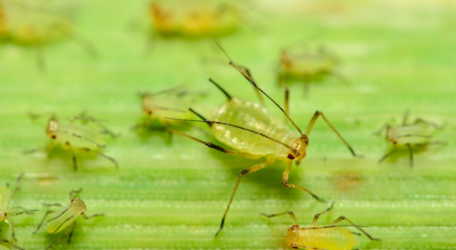 Mszyce nalatują na plantacje zbóż; Fot. Shutterstock Mszyce w zbożach – preparaty zwalczające