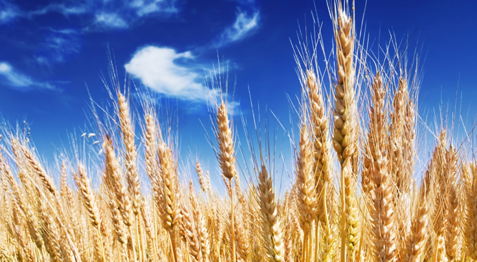 FAO: Prognoza światowej produkcji zbóż w 2016 r. wynosi prawie 2,526 mld ton; Fot. Fotolia FAO: Aktualna prognoza światowego rynku zbóż