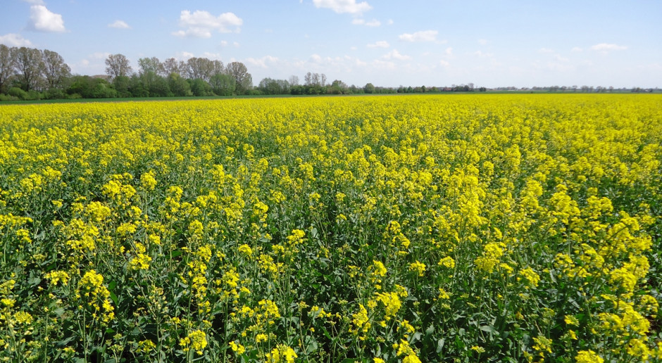 Warunki wiosenne nie poprawiły stanu plantacji rzepaczanych na Kujawach; Fot. Anna Kobus Rzepak traci łuszczyny