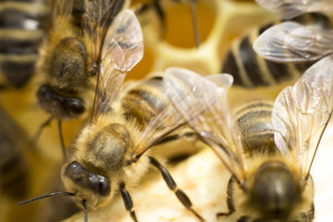 Naukowcy o leśnych pszczołach w barciach