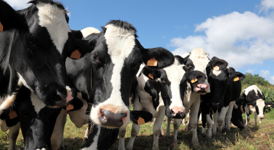 Fonterra nie jest w stanie utrzymać bazowej ceny skupu mleka (Fot. Fotolia) Nowa Zelandia: Fonterra zapłaci mniej niż obiecywała