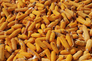 Zakiszanie ziarna kukurydzy – szansa na tanią paszę