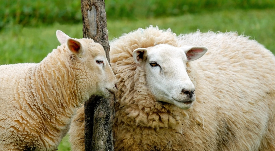 Hiszpańscy naukowcy stwierdzili, że stosowanie 3-nitrooxypropanolu spowodowało 30 proc. obniżenie emisji metanu u owiec (Fot. pixabay. com) Hiszpania: Naukowcy znaleźli sposób na mniejszą emisję metanu u przeżuwaczy