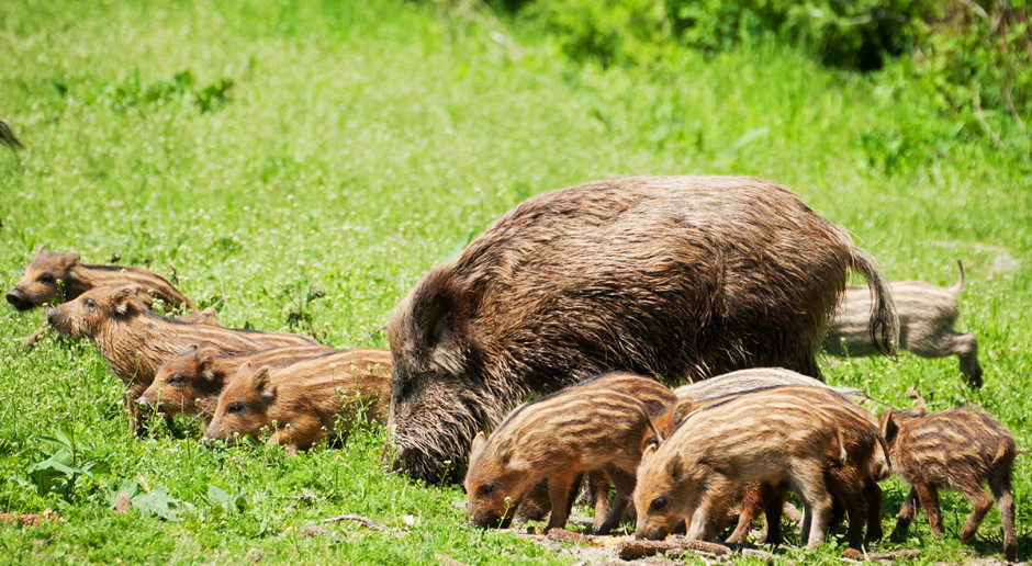 Fot. Shutterstock Rolnicy czekają na uczciwe odszkodowania