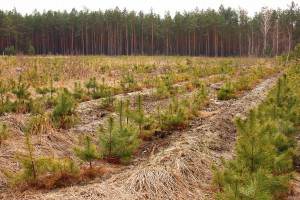 ARiMR znów sfinansuje lasy