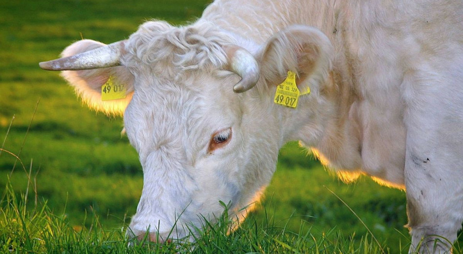 W Danii trwa debata nad wprowdzenim podatku obejmującego sprzedaż wołowiny; Fot. pixabay.com Dania: Debata nad podatkiem „klimatycznym” od wołowiny