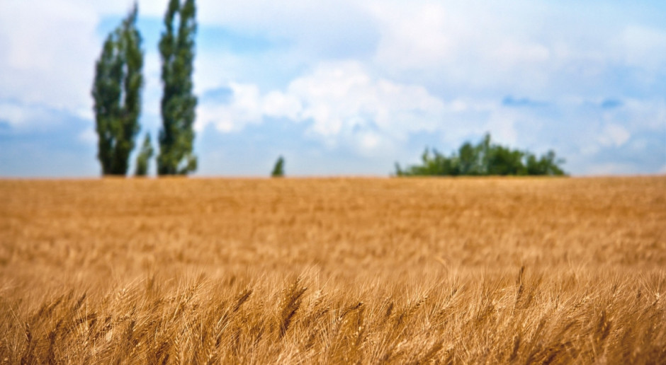 USDA: Światowa produkcja pszenicy w sezonie 205/2016 ma wynieść 734,05 mln ton; Fot. pixabay.com USDA: Prognoza światowej produkcji pszenicy