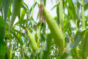 USDA: Wzrośnie światowa produkcja zbóż paszowych  w sezonie 2016/2017