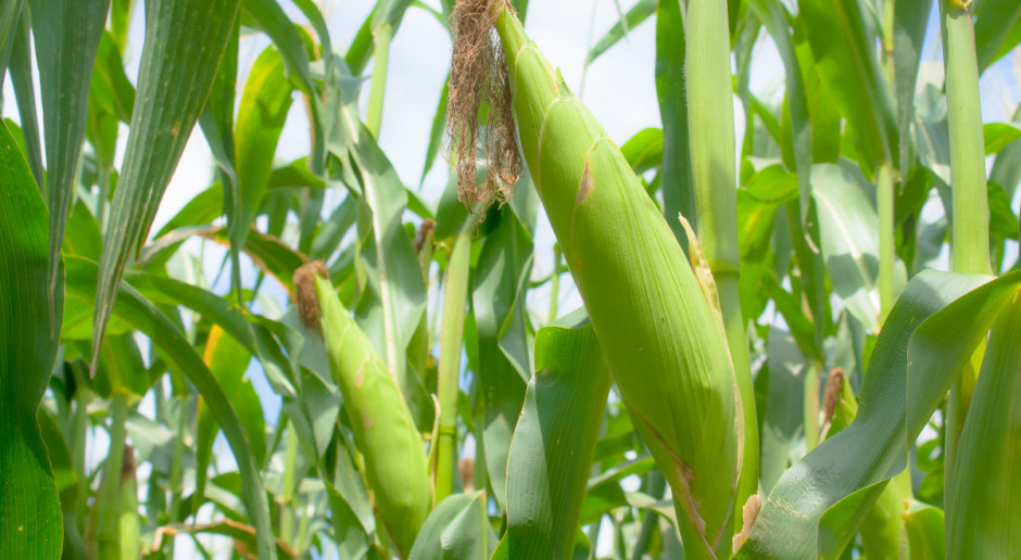 USDA: Światowa produkcja kukurydzy w sezonie 2016/2017 ma wynieść 1,011 mld ton; Fot. Shutterstock) USDA: Wzrośnie światowa produkcja zbóż paszowych w sezonie 2016/2017