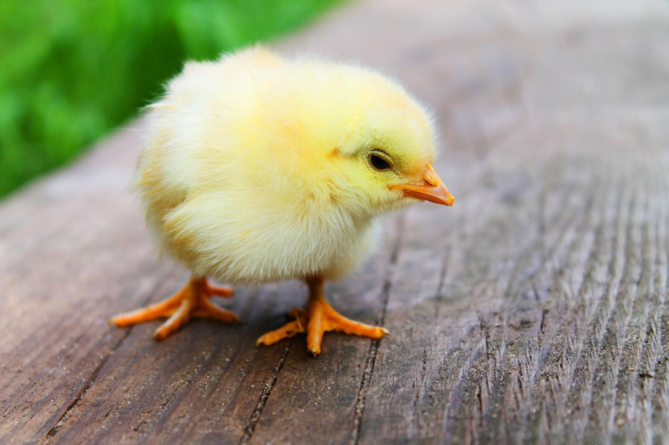  - W tym roku musimy przyjmować kurczaki zamiast pensji - nie kryje irytacji jeden z nauczycieli w mieście Nukus; Fot. pixabay