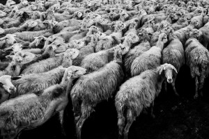 UE: Trwa spadek cen owiec i jagniąt