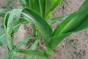 Kukurydzy zagraża ploniarka zbożówka
