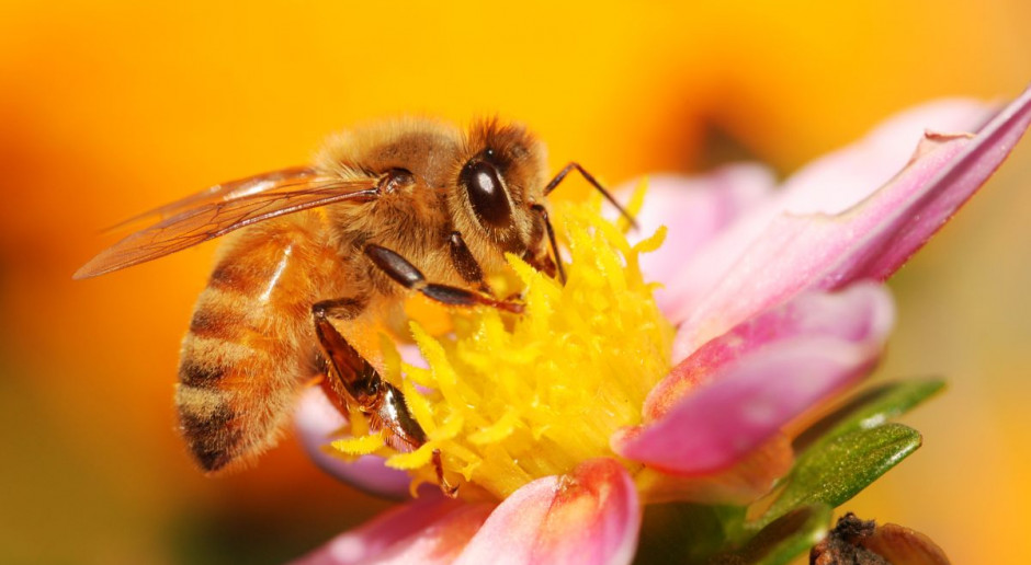 Fot. Shutterstock W całej Polsce rozpoczął się Wielki Spis Zapylaczy