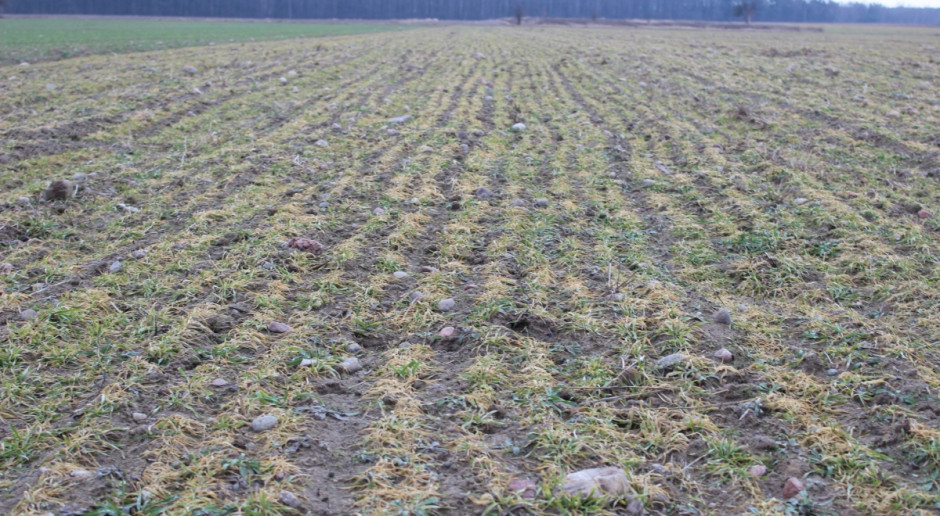 Straty powstałe w wyniku złego przezimowania oszacowano na kwotę 124,4 mln zł; Fot. W. Denisiuk Za wcześnie na ocenę skutków przezimowania
