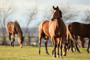 Rada ds. hodowli koni powołała zespoły robocze