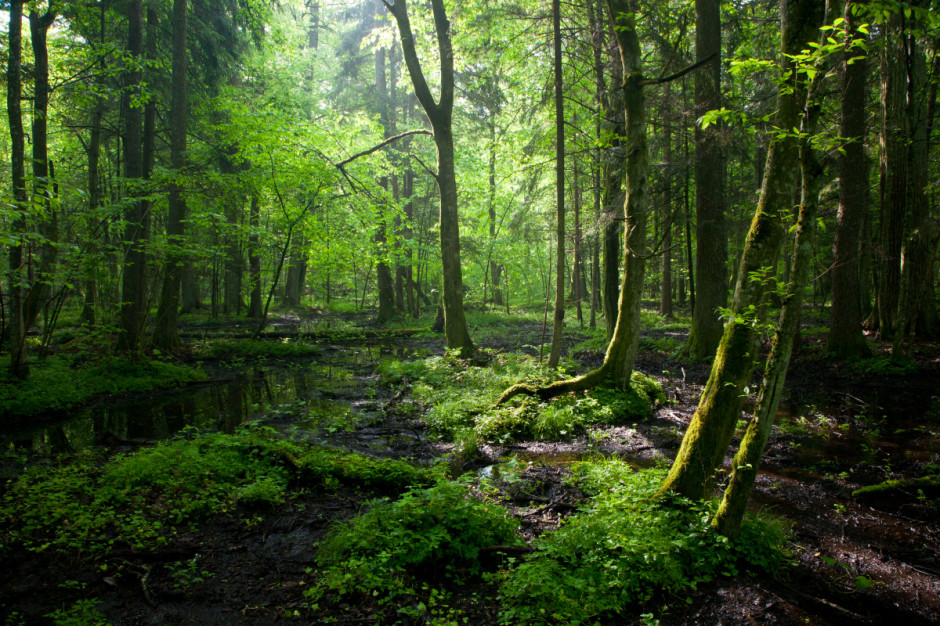 Fot. Shutterstock