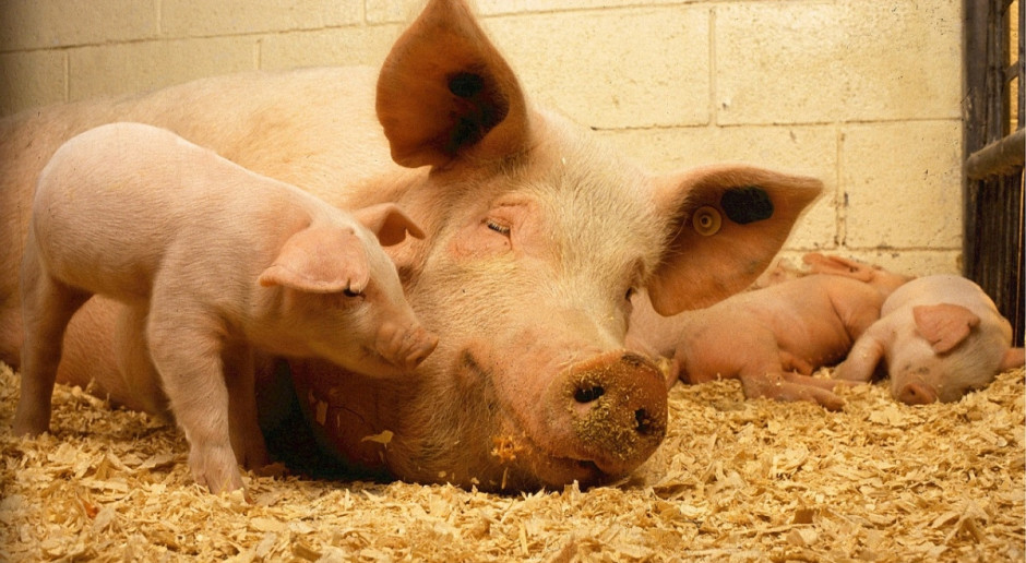 Rosną ceny trzody chlewnej w Niemczech; Fot. pixabay.com Niemcy: Wyższe ceny trzody chlewnej