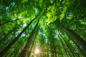 Posłowie za nowelizacją ustawy o lasach oraz ustawy o ochronie przyrody