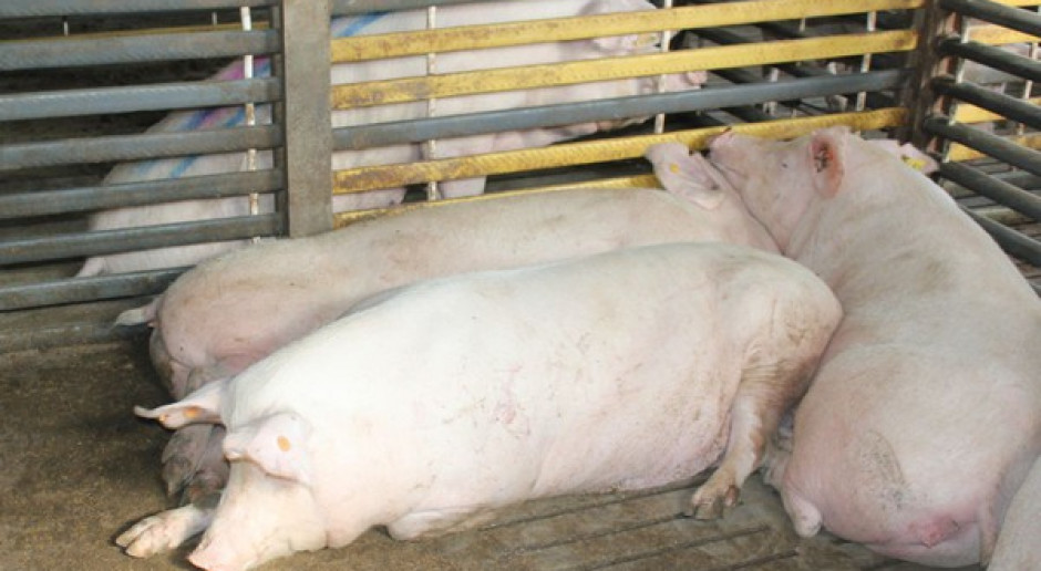 Aflatoksyny powodują u świń uszkodzenia wątroby i nerek; Fot. farmer.pl Jak ograniczyć szkodliwość aflatoksyn?