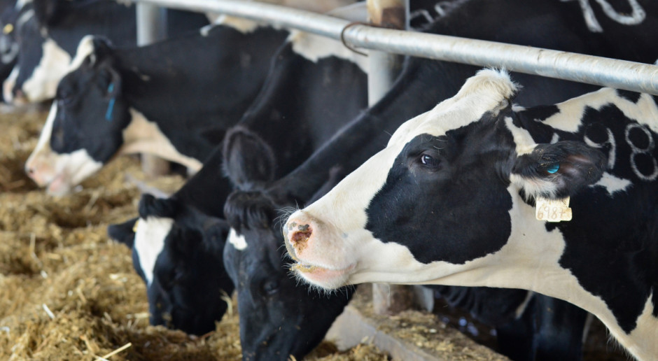 Proponowana pomoc dla producentów mleka wyniesie maksymalnie 395 mln zł; Fot. Shutterstock Rząd ustanowił program pomocy dla producentów mleka
