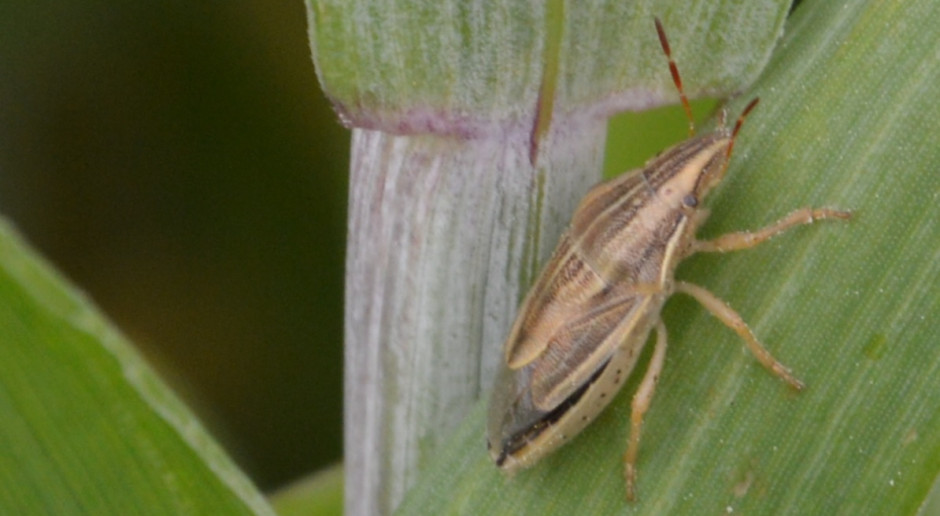 Lednica zbożowa (Aelia acuminata); Fot Katarzyna Szulc Lednica zbożowa atakuje zboża