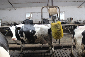 EFSA i KE chcą wspólnie zwalczyć chorobę guzowatej skóry bydła