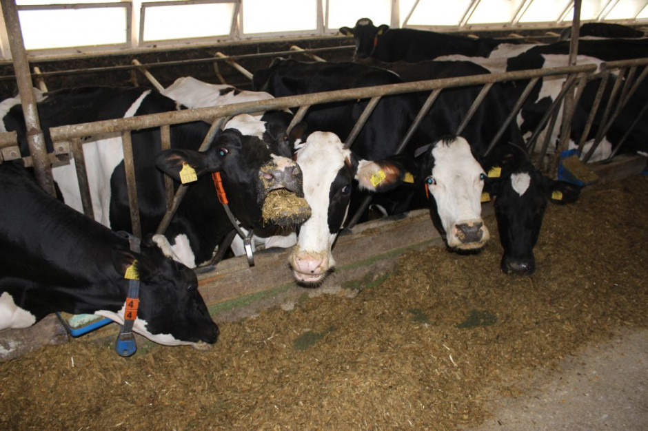 Czynniki żywieniowe mają najistotniejszy wpływ na wyniki rozrodu bydła 