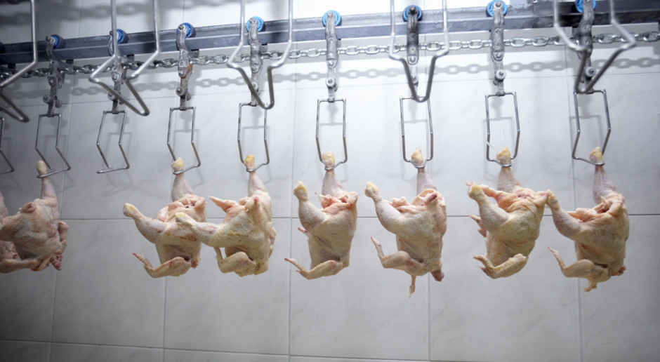 fot. Fotolia Mamy nadprodukcję na rynku drobiowym
