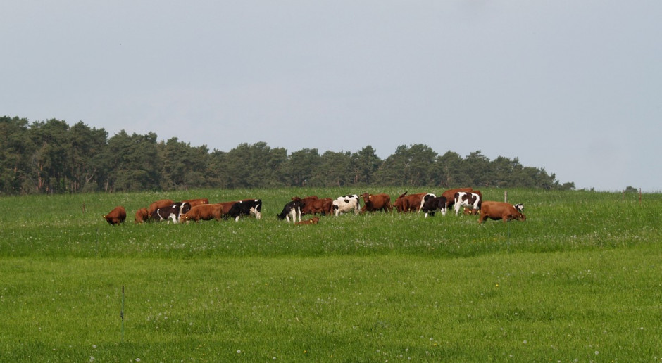 Podczas żywienia pastwiskowego należy dokładnie kontrolować zawartość poszczególnych składników dawki pokarmowej; Fot. Ł.Chmielewski Przy żywieniu pastwiskowym ostrożnie z białkiem