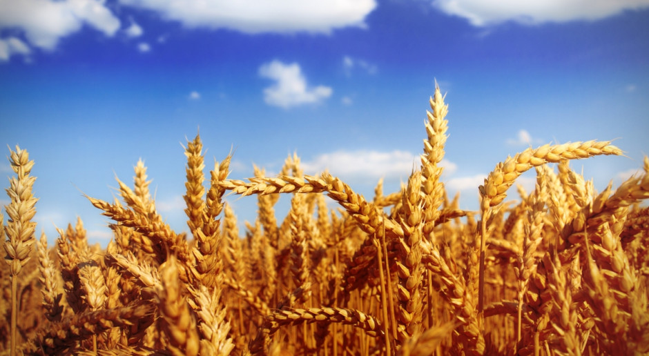 W najbliższych latach wzrośnie import pszenicy do Afryki; Fot. Fotolia Afryka: Wzrośnie import pszenicy