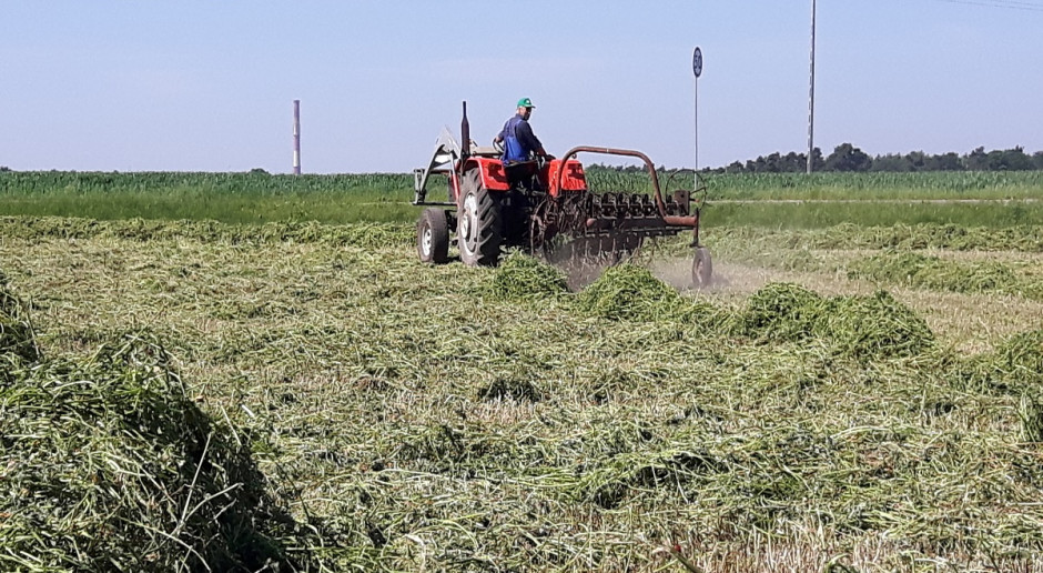 Lucernę na sianokiszonkę kosi się od początku pąkowania do początku kwitnienia; Fot. Katarzyna Szulc Zbiór lucerny na sianokiszonkę