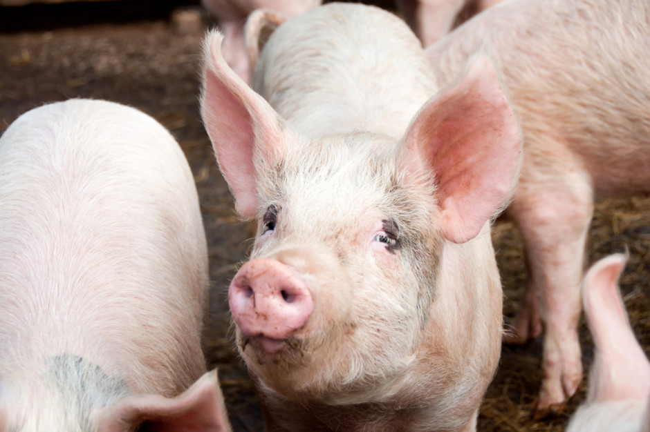 Import świń do 50 kg w marcu br. wzrósł o 6,8 proc. w porównaniu z marcem 2015 r.; Fot. Shutterstock