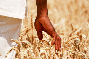 Rolnictwo to afrykańska tradycja