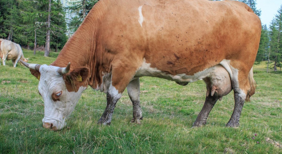 Arla Foods obniża ceny mleka w skupie; Fot. pixabay.com Arla obniża ceny mleka