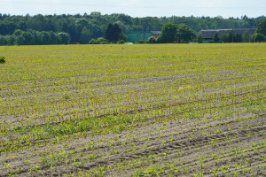 Rolnice niszczą kukurydzę i okopowe