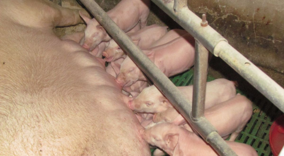 Wysoka temperatura na porodówce pośrednio wpływa na obniżenie produkcji mleka; Fot. BW Upały groźne na porodówkach
