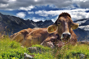 UE: 3,5 proc. krów w gospodarstwach ekologicznych