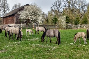 10 koników polskich urodziło się wiosną w ośrodku hodowli nad Biebrzą
