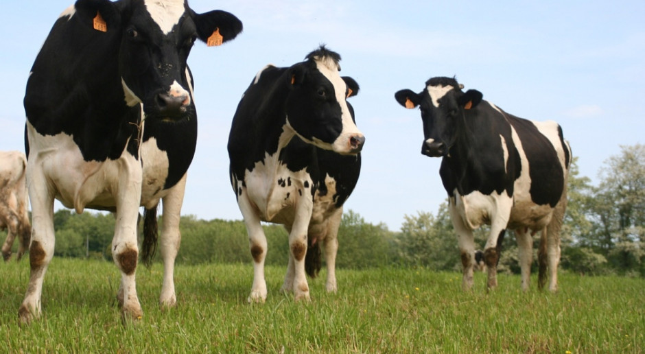 Średni koszt produkcji kilograma mleka w Danii w I kwartale br. w porównaniu z ub.r. spadł o 0,8 eurocenta; Fot.pixabay.com Duńscy producenci mleka nadal zmniejszają koszty produkcji