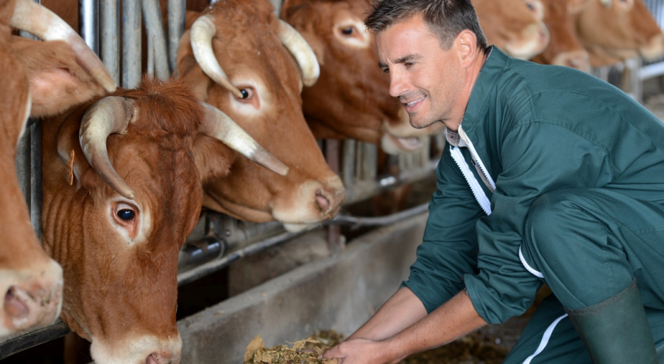 Wielu nowozelandzkich producentów mleka po raz drugi z rzędu zmierzy się z cenami mleka poniżej ich kosztów produkcji (Fot.Fotolia) Nowa Zelandia: Ceny mleka poniżej kosztów produkcji