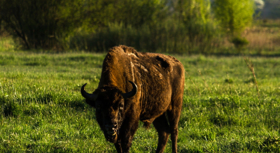 Białowieski Park Narodowy jest najstarszym polskim parkiem narodowym. Jego początki sięgają 1921 r.; Fot. Shutterstock Alert posłów Nowoczesnej dla Puszczy Białowieskiej