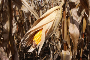 IGC: Więcej pszenicy i kukurydzy