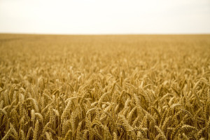 Giełdy krajowe: Ceny zbóż stabilne, kukurydza drożeje 