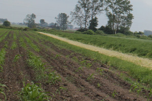 Podkarpacie: Szkodniki przerzedziły zasiewy kukurydzy