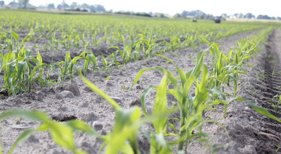 Kukurydza w fazie 6 liścia; Fot. A. Kobus Podaj mikroelementy kukurydzy