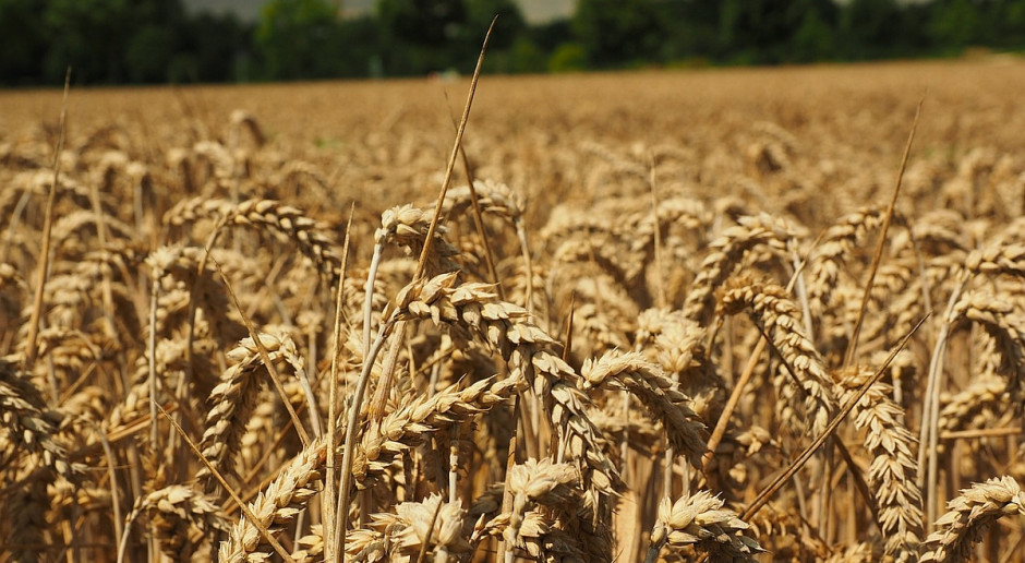 Na rynku krajowym ceny zbóż od dłuższego czasu są na tym samym poziomie, fot. Pixabay Ceny zbóż bez zmian