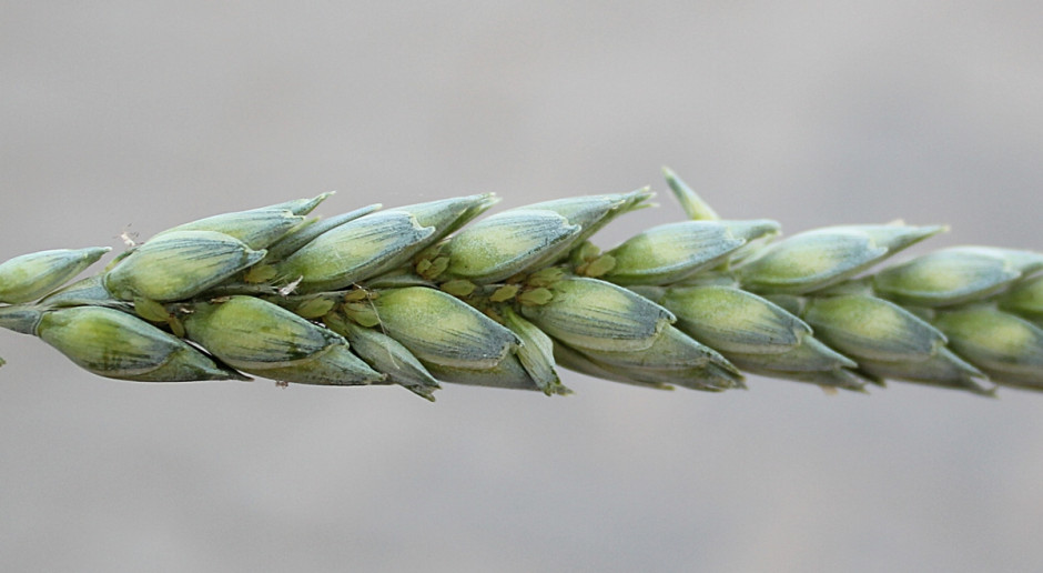 Mszyce zbożowe żerujące na kłosie pszenicy; Fot. Anna Kobus Kłosy pszenicy zasiedla mszyca zbożowa– konieczna interwencja insektycydowa
