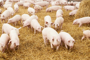 Dziewięciu krajom przyznano status wolnych od dwóch chorób świń